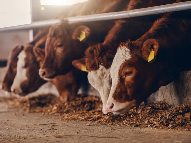 livestock